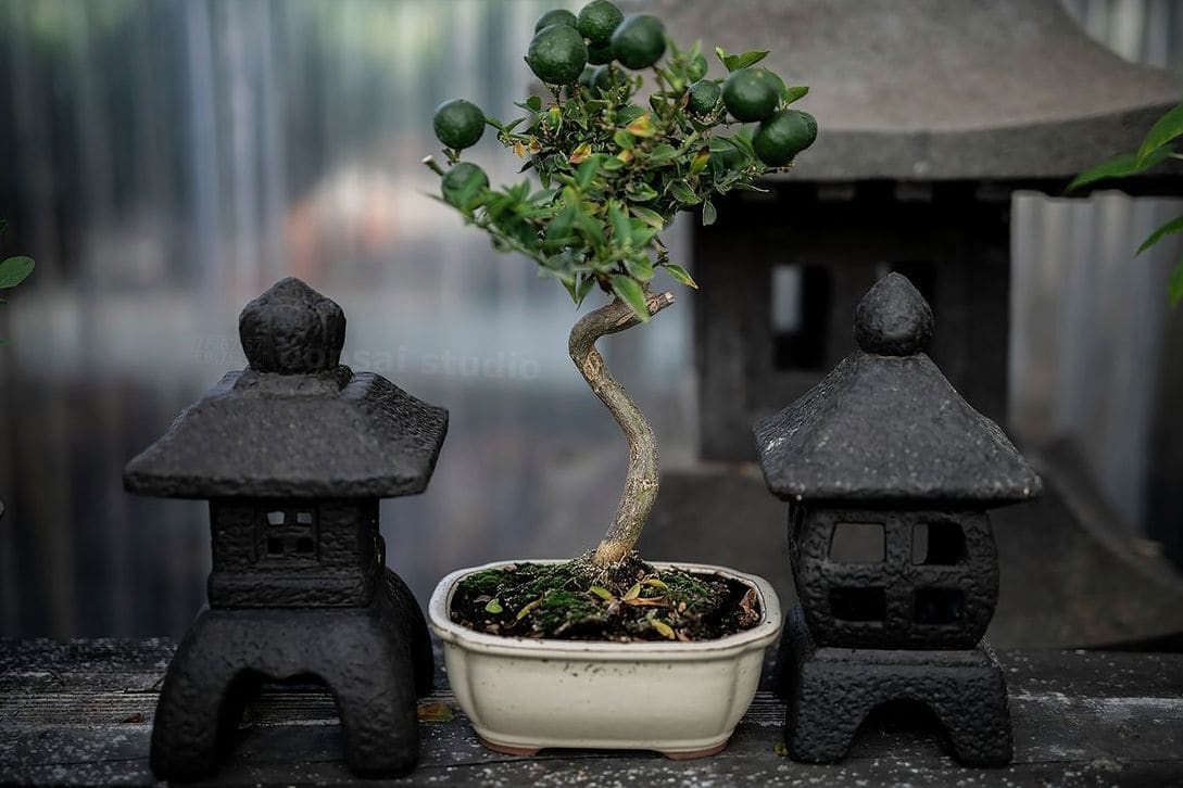 翠松園 bonsai studio