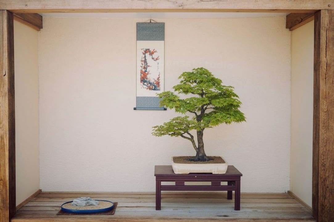 翠松園 bonsai studio