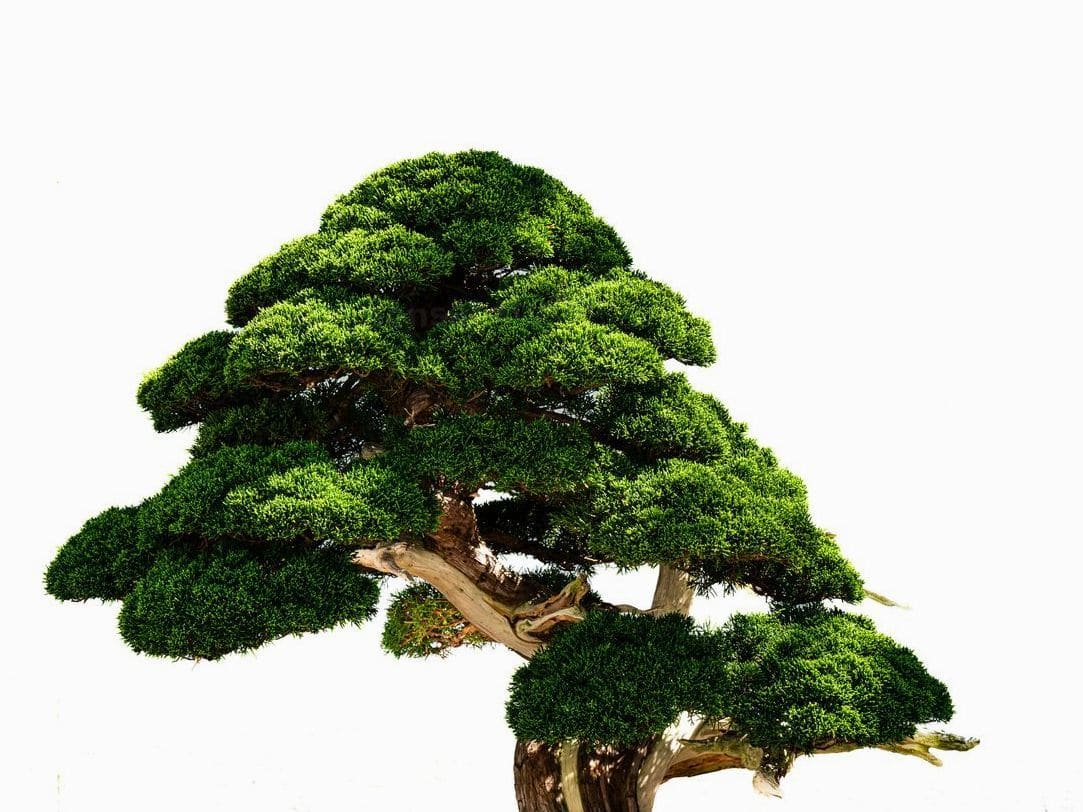 翠松園 bonsai studio